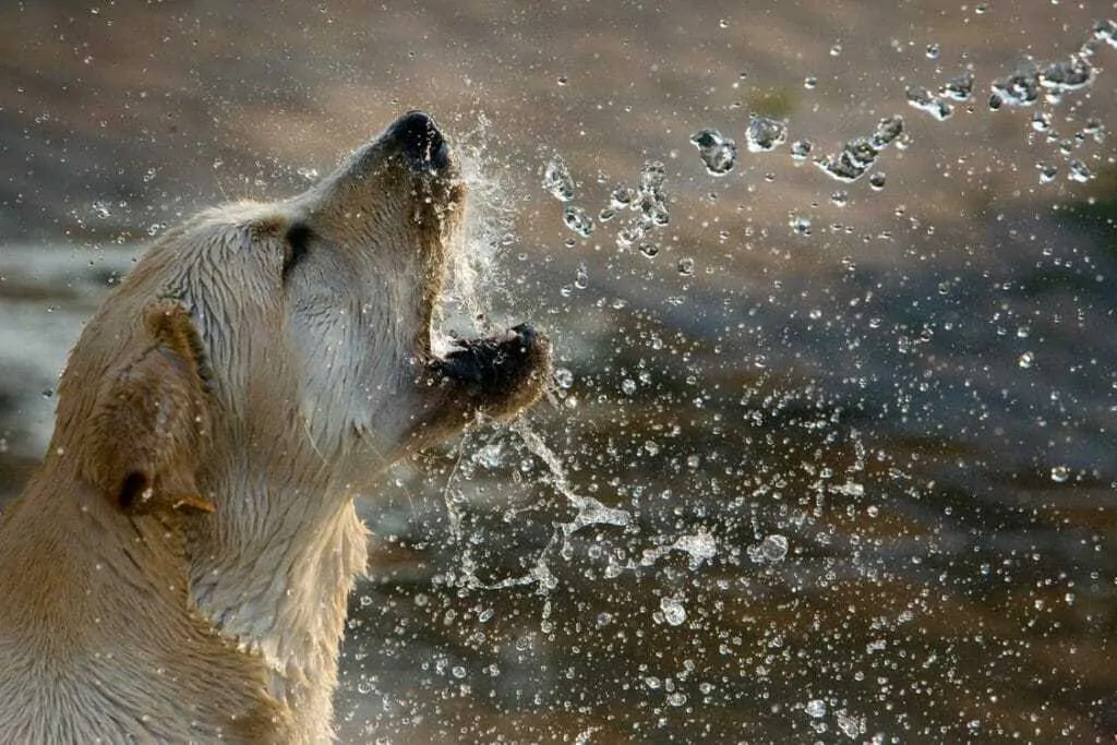 10 Essential Tips For Walking Your Dog In The Rain 1