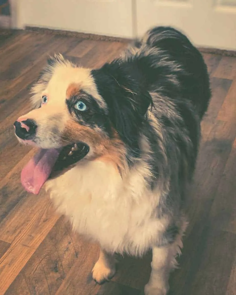 one of a kind mini aussie