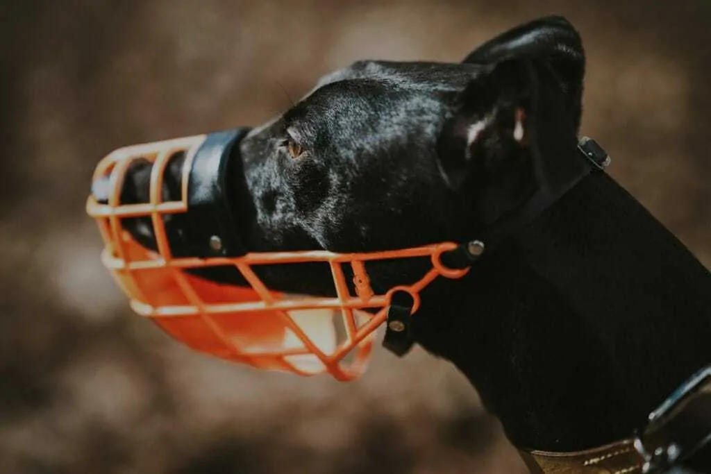 10 Best Muzzles For Reactive Dogs 1