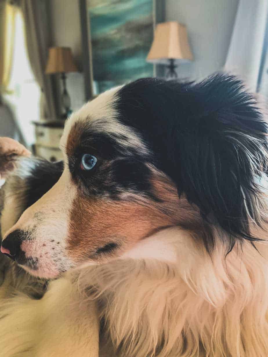 Miniature Australian Shepherd 10 Things You Should Know Your Dog Advisor