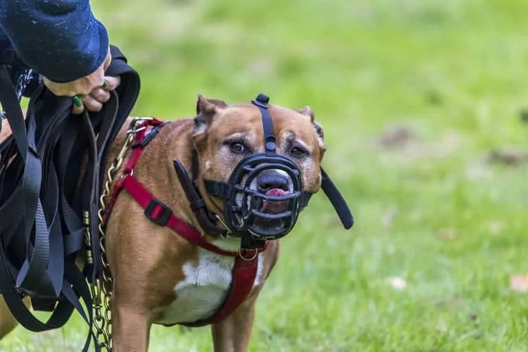 10 Best Muzzles For Reactive Dogs 3