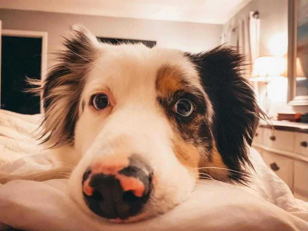 Miniature Australian Shepherd: 10 Things You Should Know 3