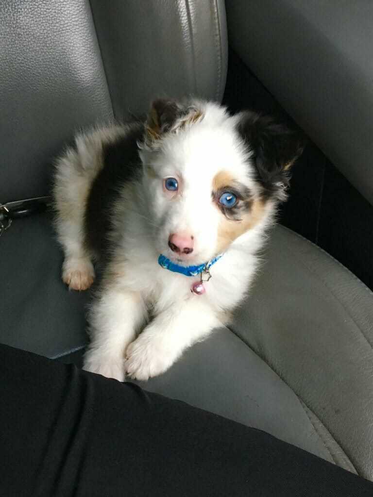 mini aussie