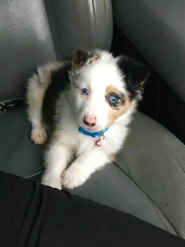 do mini aussies shed