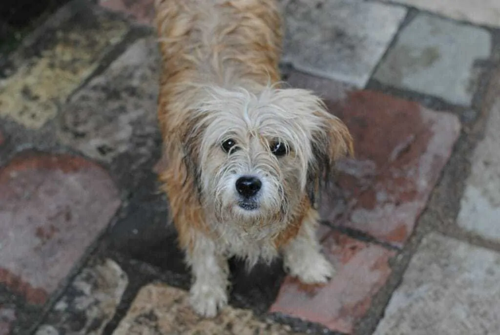 10 Essential Tips For Walking Your Dog In The Rain 4