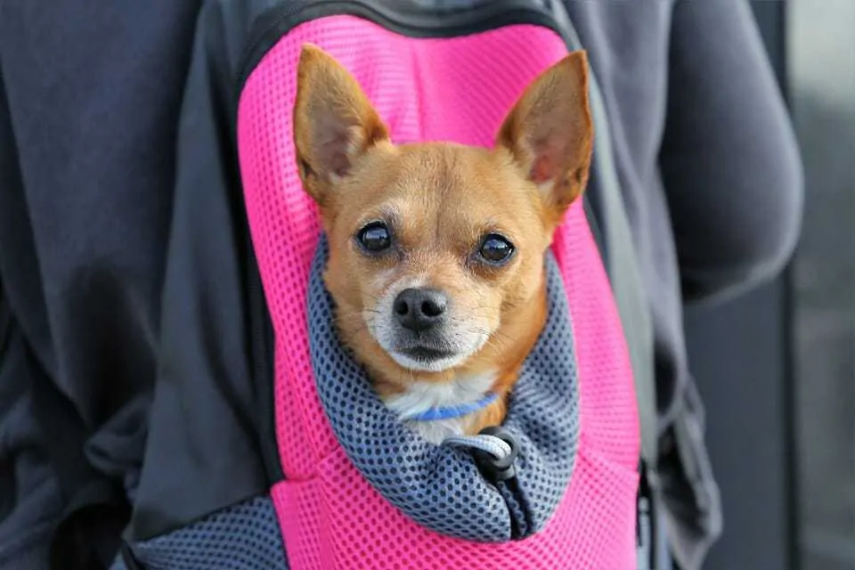 Best Dog Carrier - 15 of Our Favorites! 4