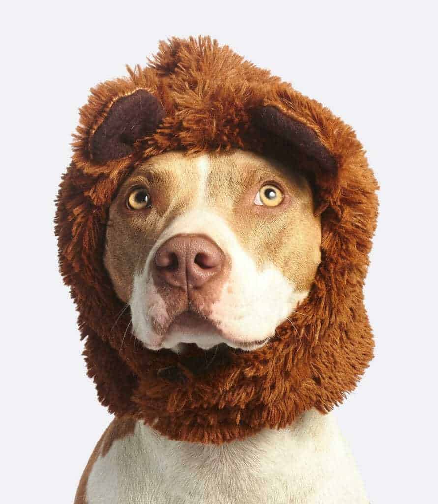 Over 200 Best Pitbull Names - From Cute to Ferocious | Your Dog Advisor Over 200 Best Pitbull Names - From Cute to Ferocious | Your Dog Advisor