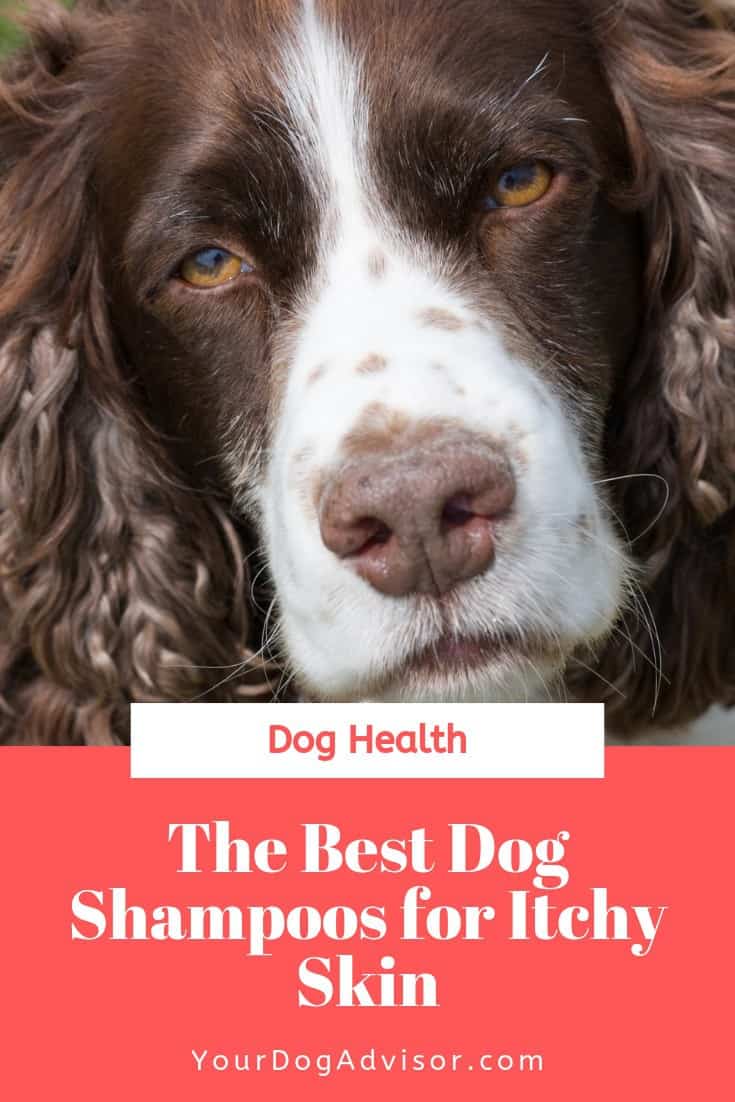 The Best Dog Shampoos for Itchy Skin Your Dog Advisor