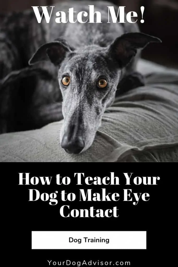 How to Teach Your Dog to Make Eye Contact 7