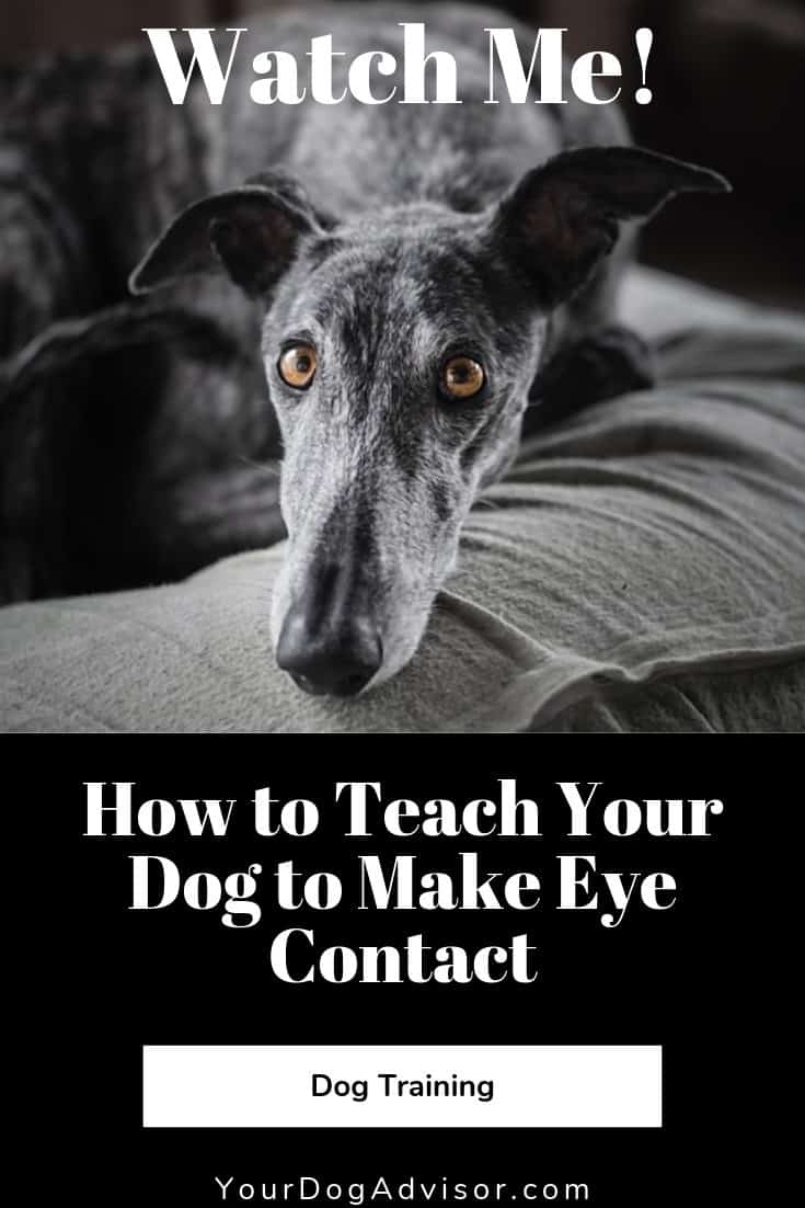 How to Teach Your Dog to Make Eye Contact Your Dog Advisor
