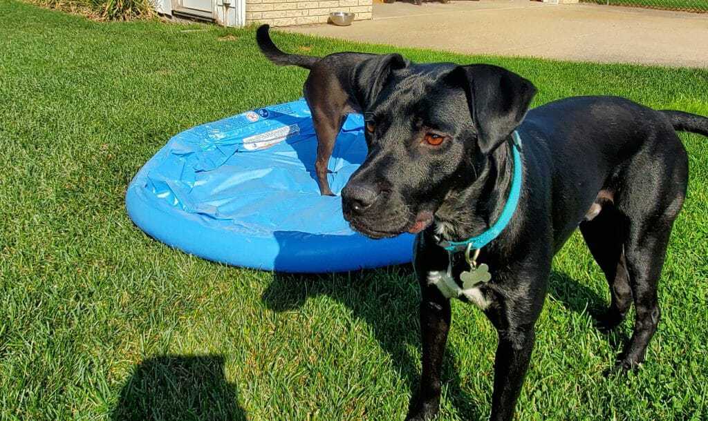 Best Dog Pools 4