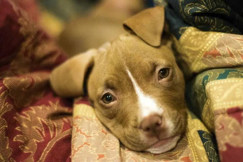 Over 200 Best Pitbull Names - From Cute to Ferocious 13