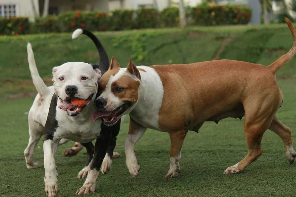 Over 200 Best Pitbull Names - From Cute to Ferocious 4