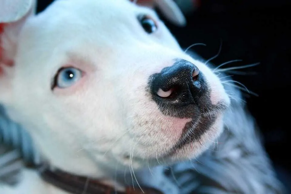 Over 200 Best Pitbull Names - From Cute to Ferocious 9