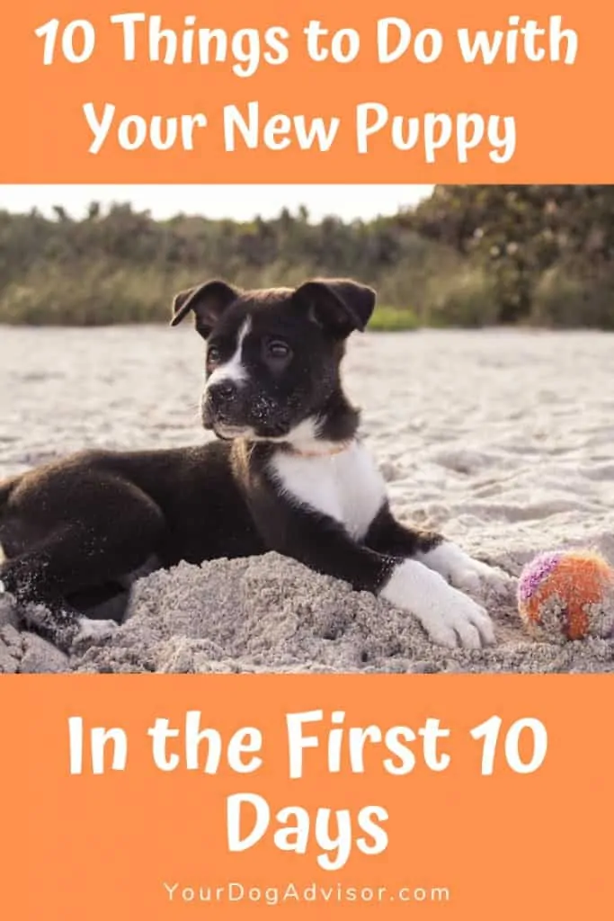 10 Essential Things to Do With Your New Puppy in the First 10 Days 13