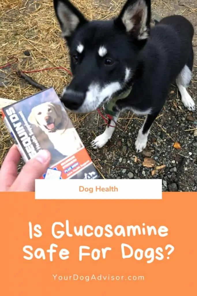 Is Glucosamine Safe for Dogs?  5