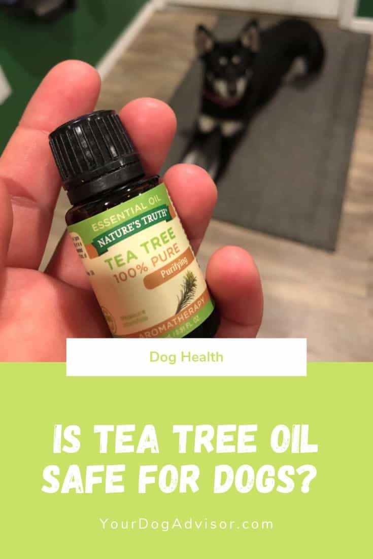 Is Tea Tree Oil Safe for Dogs? (Plus Our Favorite Tea Tree Oils for Dogs) Your Dog Advisor