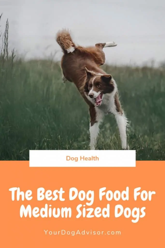 The Best Dog Food for Medium Sized Dogs  5