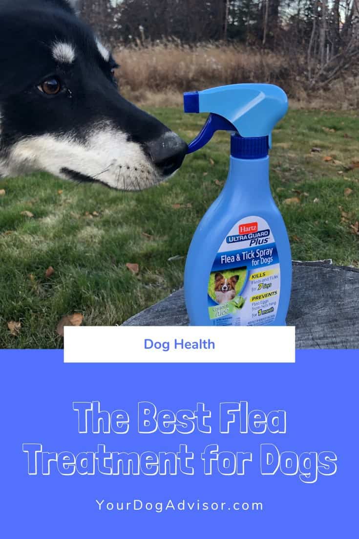 The Best Flea Treatment for Dogs Your Dog Advisor