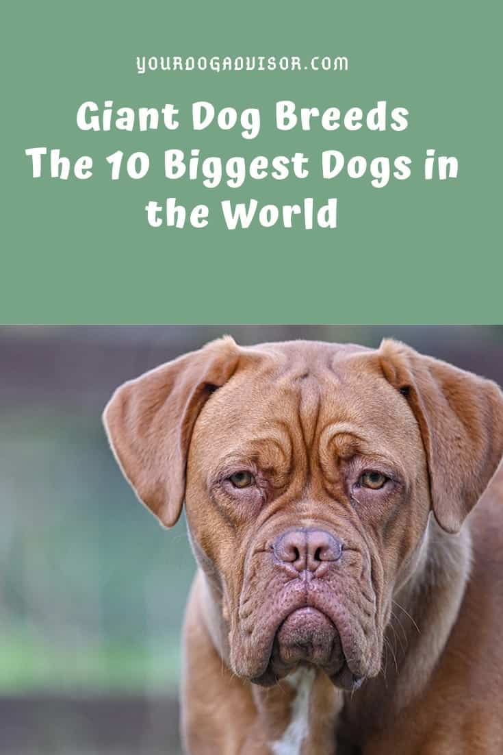 10 Biggest Dogs in the World | Your Dog Advisor