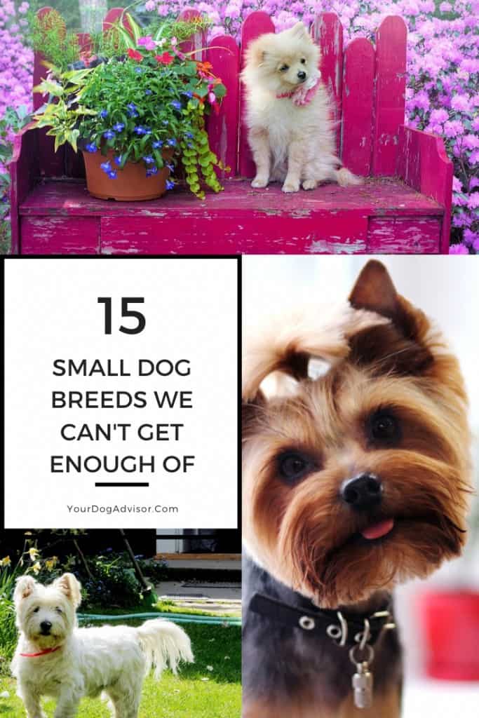 15 Small Dog Breeds We Can’t Get Enough Of 17