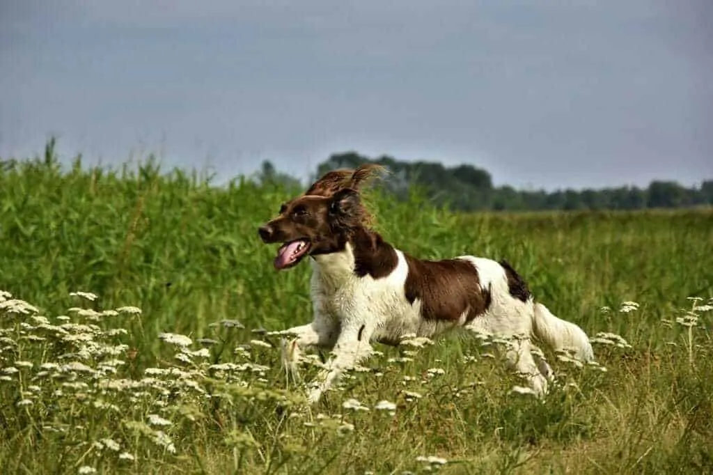 The Best Dog Food for Medium Sized Dogs  2