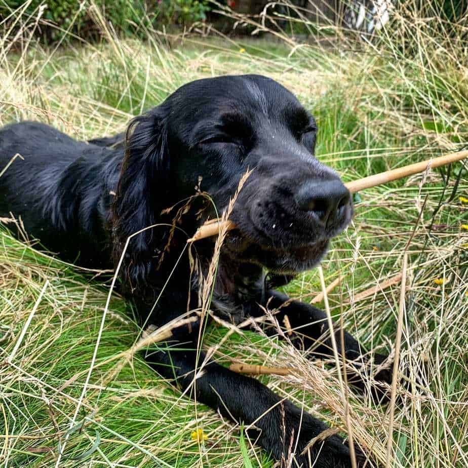 cocker spaniel licking paws