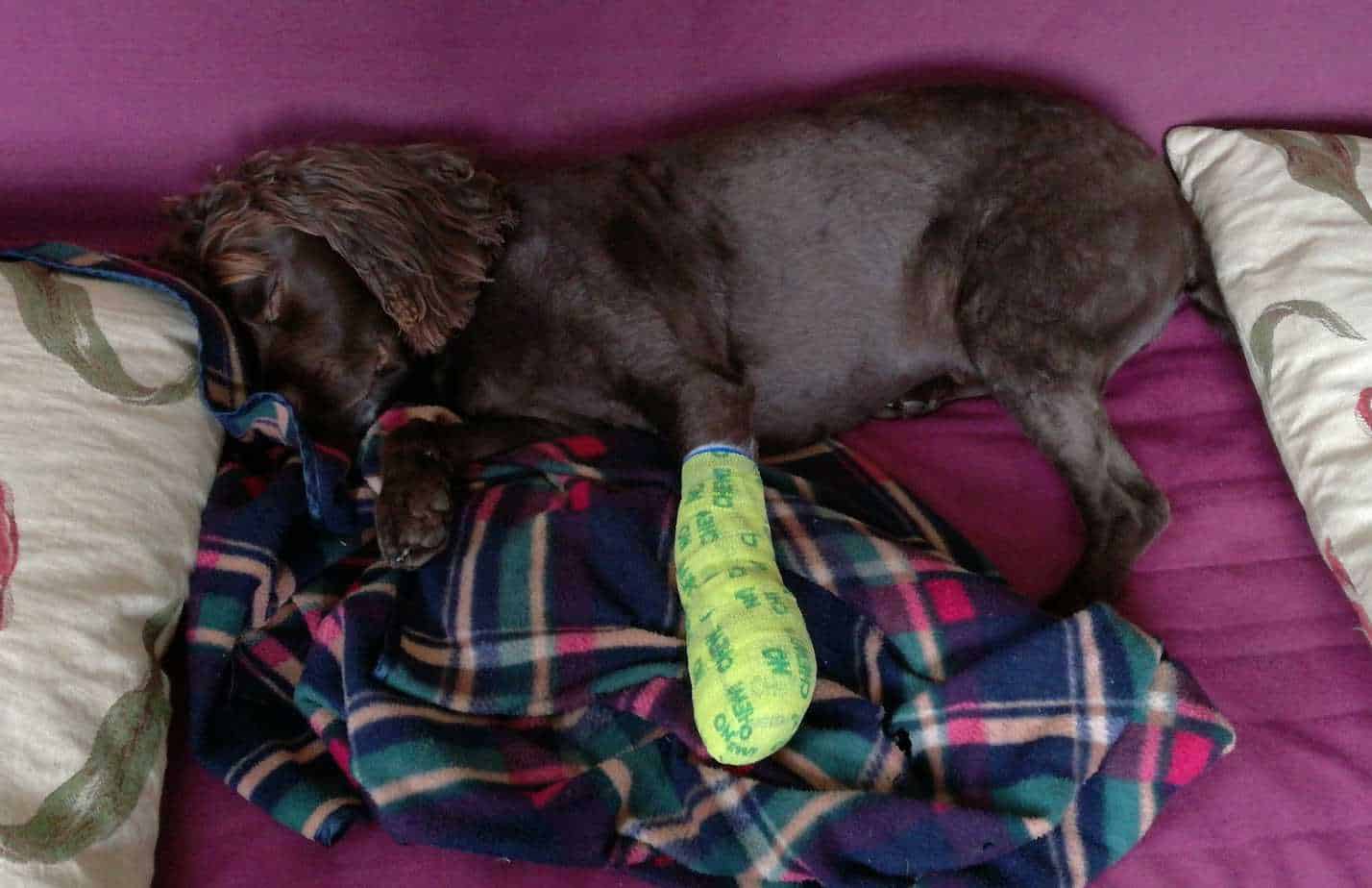 How to Treat Your Dog’s Injured Paw Pad Your Dog Advisor