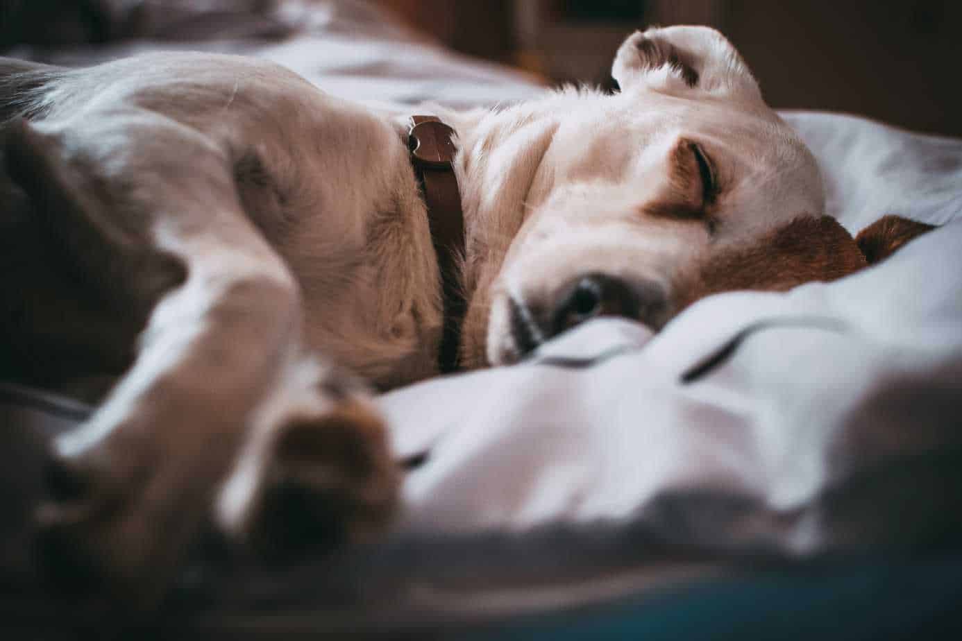 How Much Does It Cost to Put a Dog Down? | Your Dog Advisor