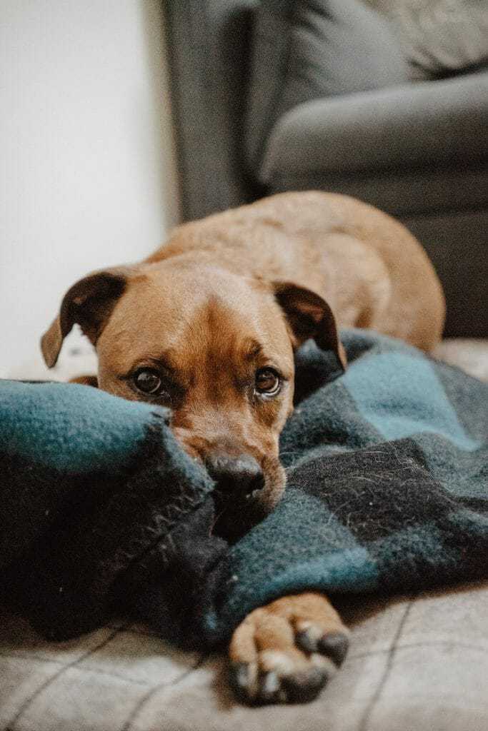 a black blue nose pit boxer mix and a beagle