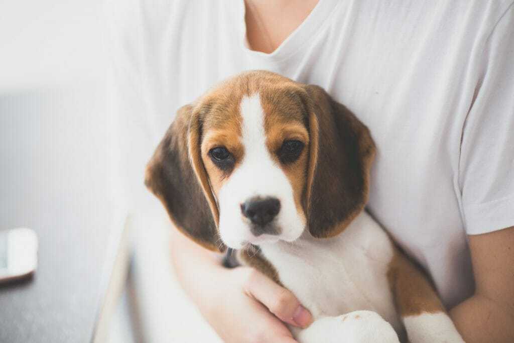 boxer beagle mix puppy