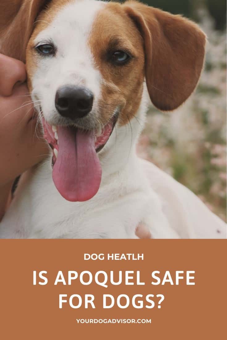 Is Apoquel Safe for Dogs? Your Dog Advisor