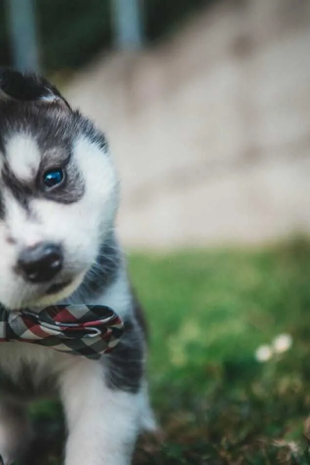 25 Essentials for Husky Puppies 4