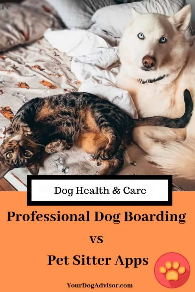 Professional Dog Boarding vs Pet Sitter Apps 6