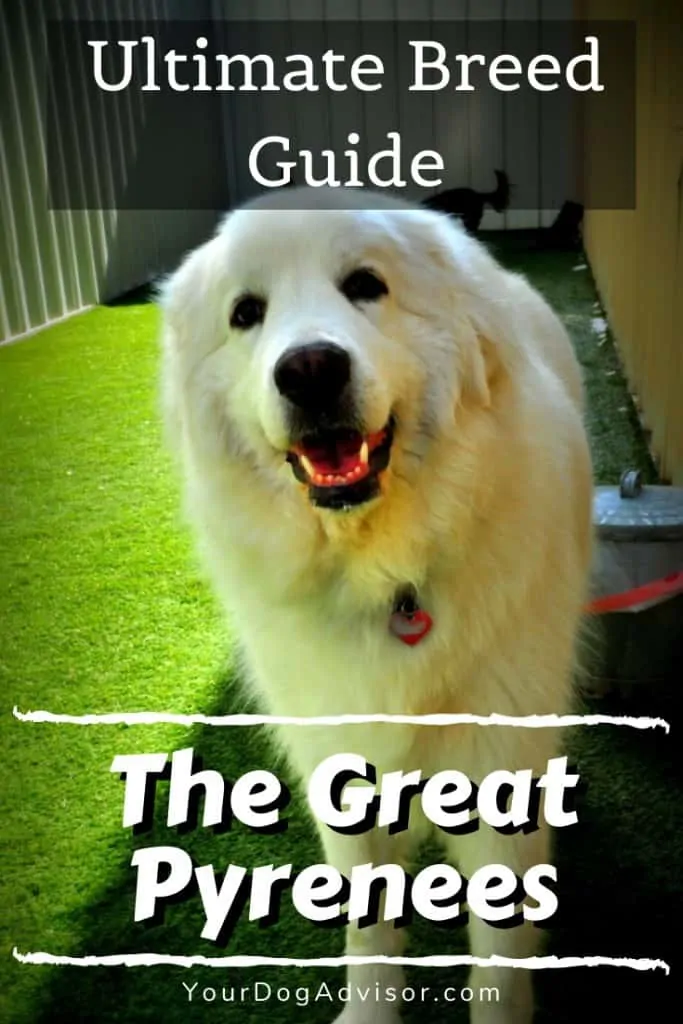 The Great Pyrenees - Ultimate Breed Information Guide 9