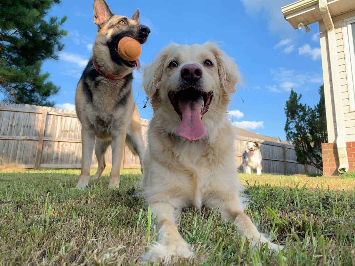 Professional Dog Boarding vs Pet Sitter Apps Your Dog Advisor