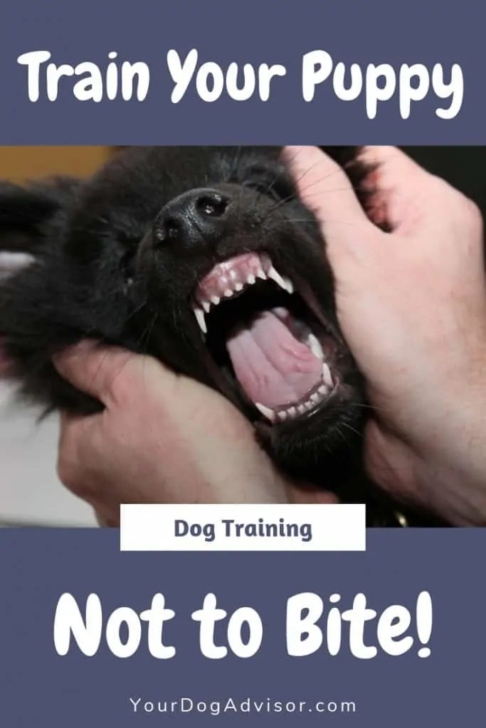 Bite Inhibition Training: How to Train Your Dog Not to Bite 11