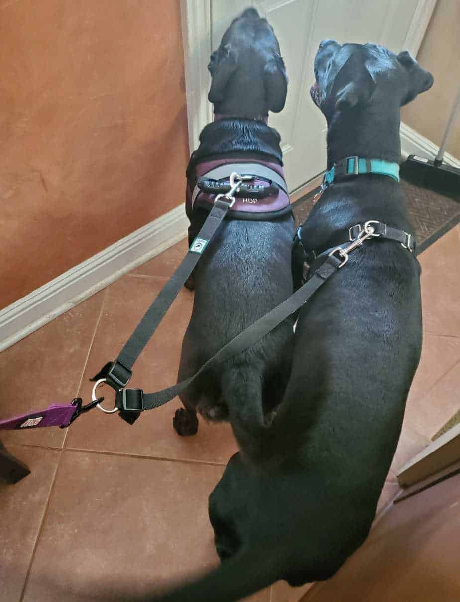 15 Tips for Walking Two Dogs at the Same Time Your Dog Advisor