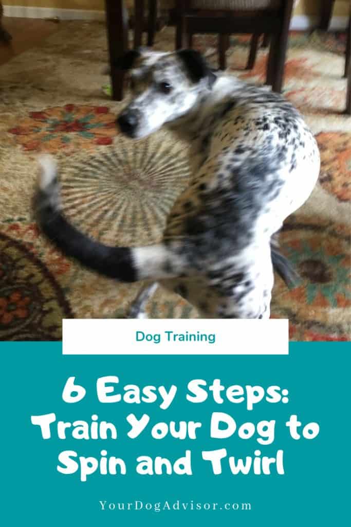 How to Train Your Dog to Spin and Twirl 11 How to Train Your Dog to Spin and Twirl 11