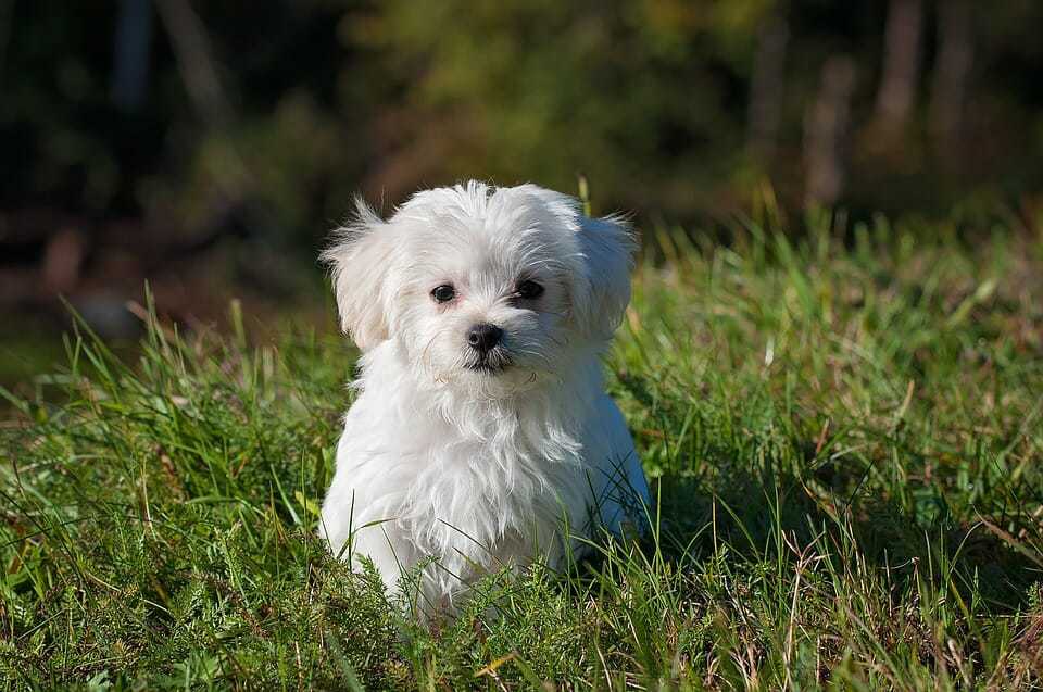 15 Small Dog Breeds We Can’t Get Enough Of 1