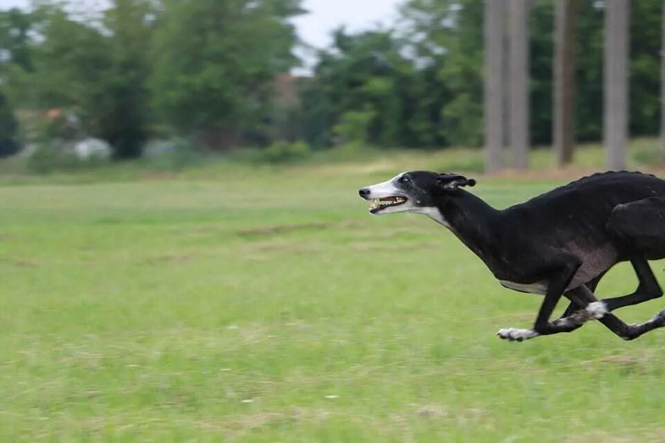 How to Train Your Dog to Spin and Twirl 1