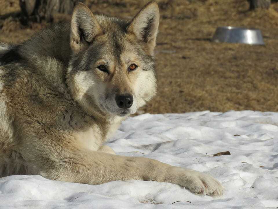 types of wolf dog hybrids