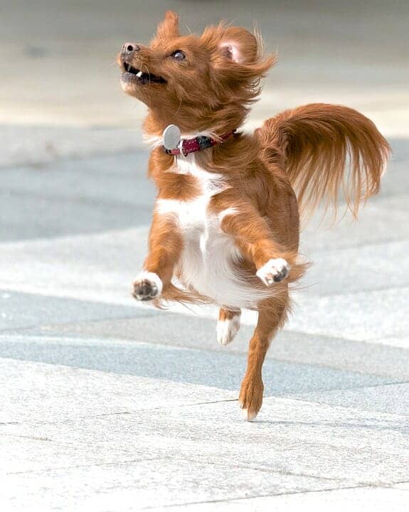 How to Train Your Dog to Spin and Twirl 10 How to Train Your Dog to Spin and Twirl 10