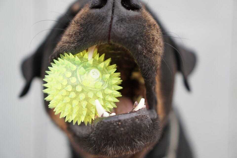 How to Train Your Dog to Spin and Twirl 2 How to Train Your Dog to Spin and Twirl 2