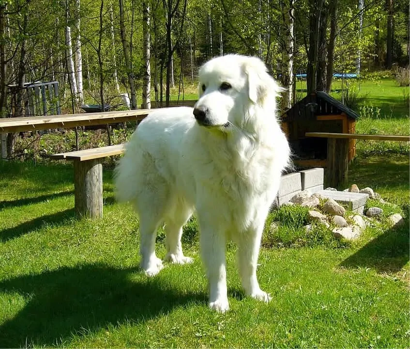 The Great Pyrenees - Ultimate Breed Information Guide 3