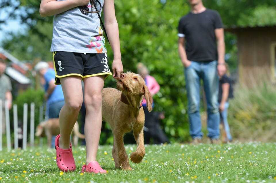 How to Train Your Dog to Spin and Twirl 4 How to Train Your Dog to Spin and Twirl 4