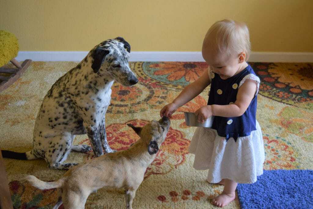 How to Train Your Dog to Spin and Twirl 5 How to Train Your Dog to Spin and Twirl 5