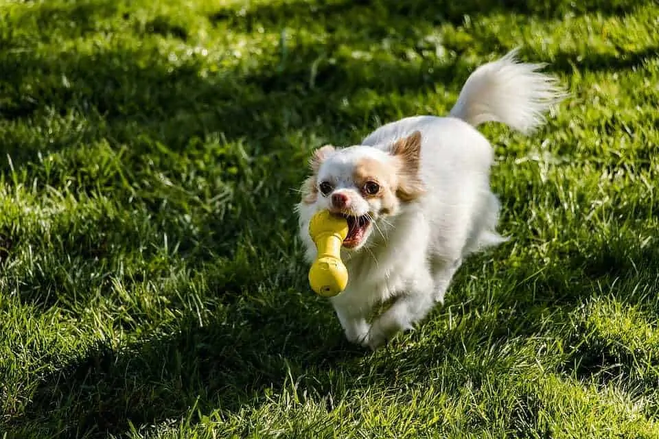 How to Train Your Dog to Spin and Twirl 6