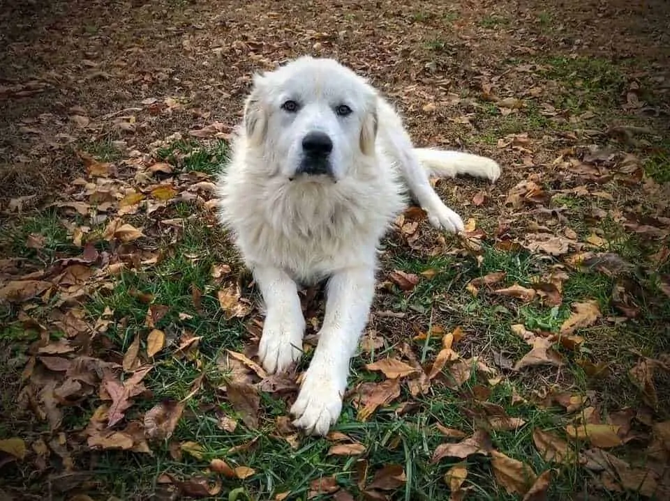 The Great Pyrenees - Ultimate Breed Information Guide 6