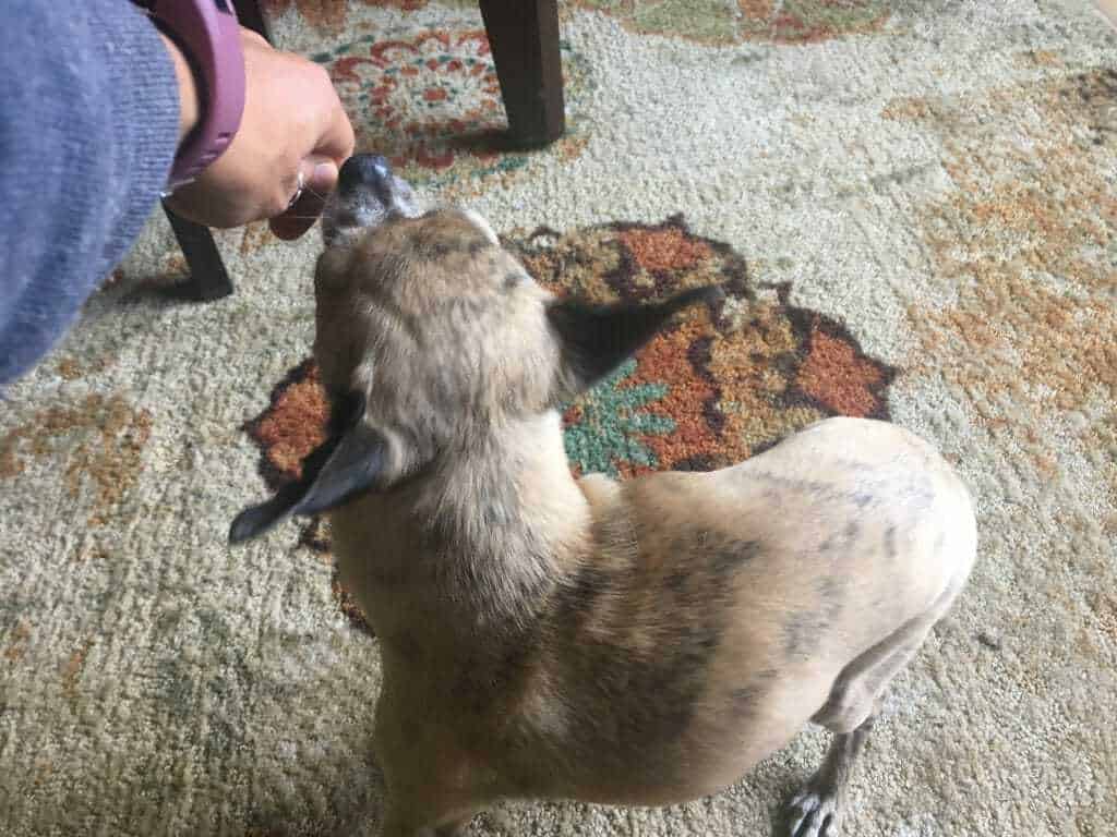 How to Train Your Dog to Spin and Twirl 7 How to Train Your Dog to Spin and Twirl 7